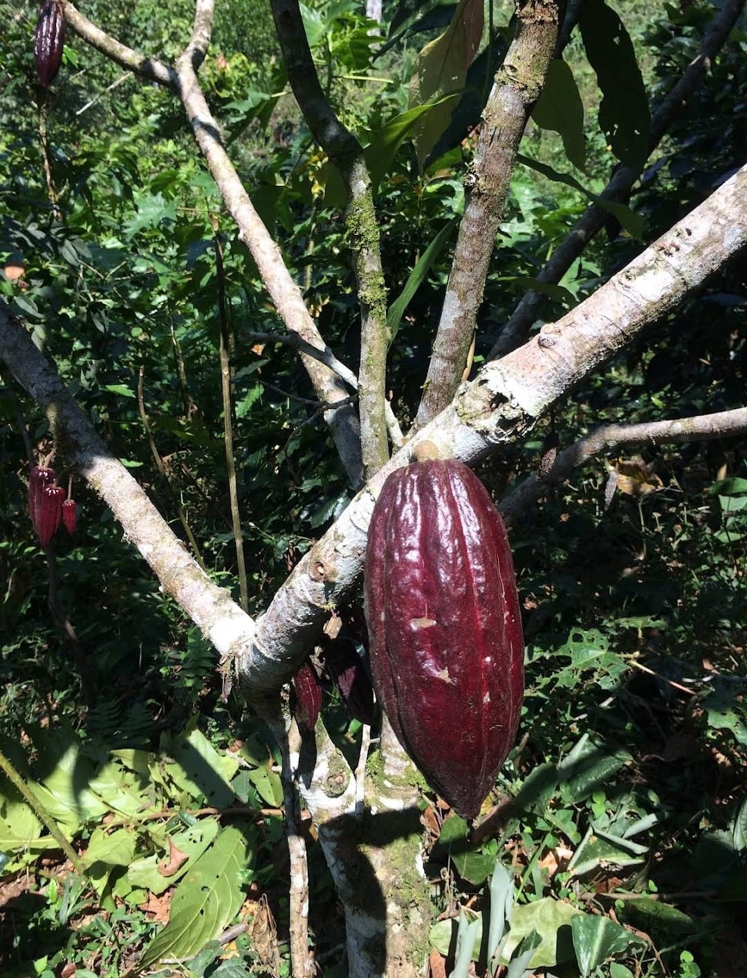 Plantaciones de Café y Cacao